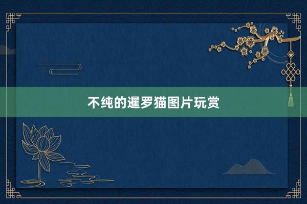 不纯的暹罗猫图片玩赏